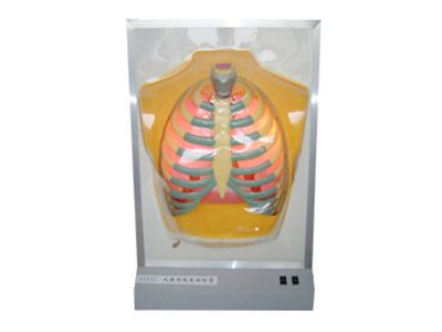 膈肌运动模拟模型