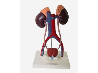 女性泌尿生殖系统模型
