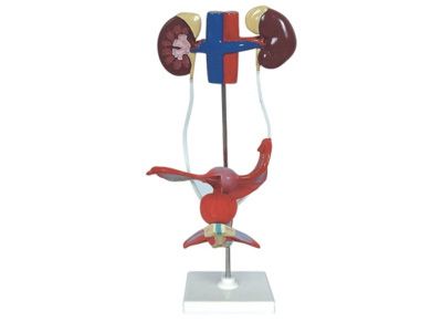 男性泌尿生殖系统模型