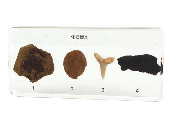 化石标本