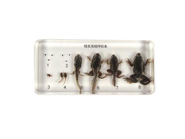 蛙发育顺序标本