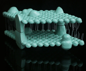 细胞膜结构模型