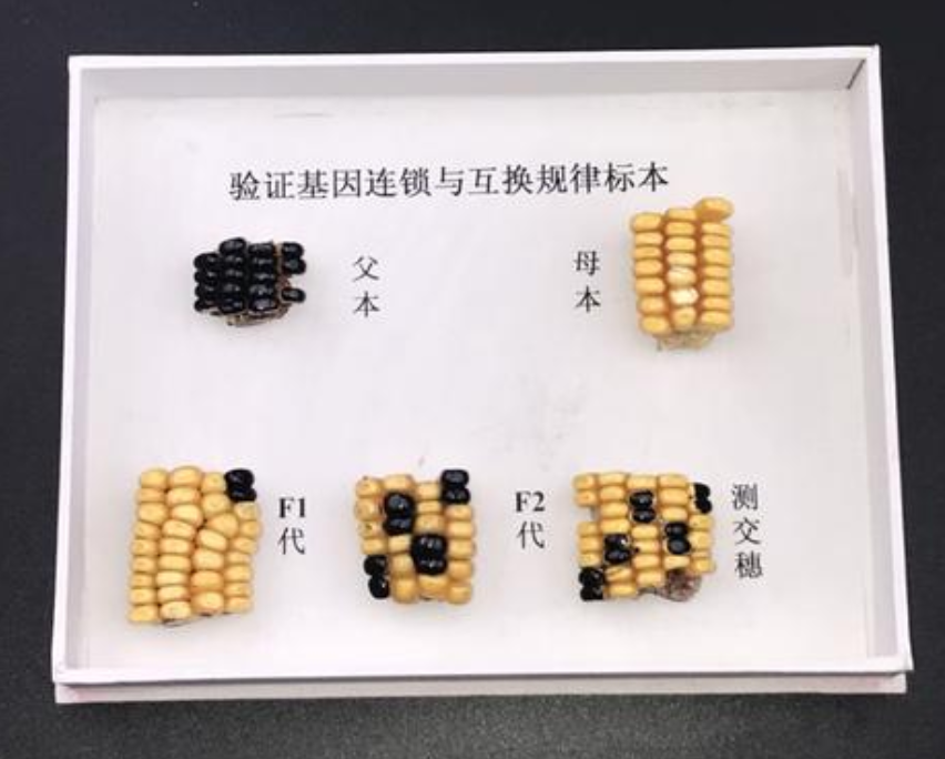 验证基因分离规律玉米标本