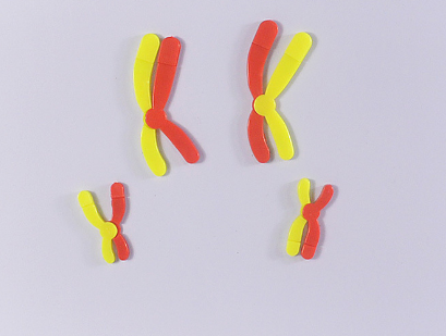 减数分裂中染色体变化模型组件